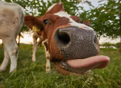 Hilarious Wednesday Quotes to Brighten Your Day