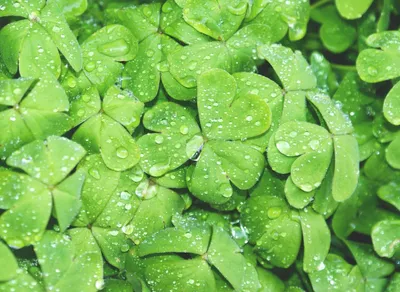 Boost Your Mood with Inspiring Have a Great Day Quotes