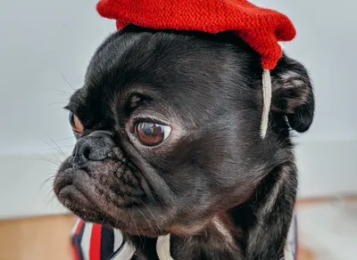 Get Your Midweek Chuckle with Hilarious Wednesday Quotes!